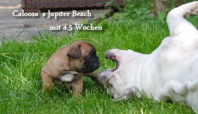 jwurf_jupiter_beach_4.5_wochen_3